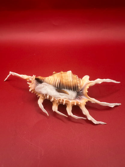 Scorpion Shell Display – Lambis scorpius with Operculum 5.9" –