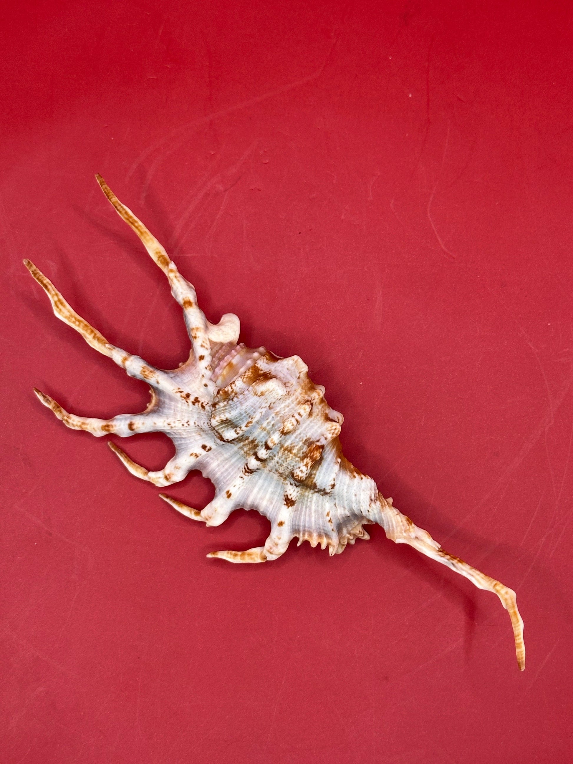 Scorpion Shell Display – Lambis scorpius with Operculum 5.9" –