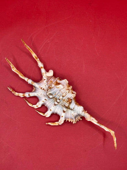 Scorpion Shell Display – Lambis scorpius with Operculum 5.9" –