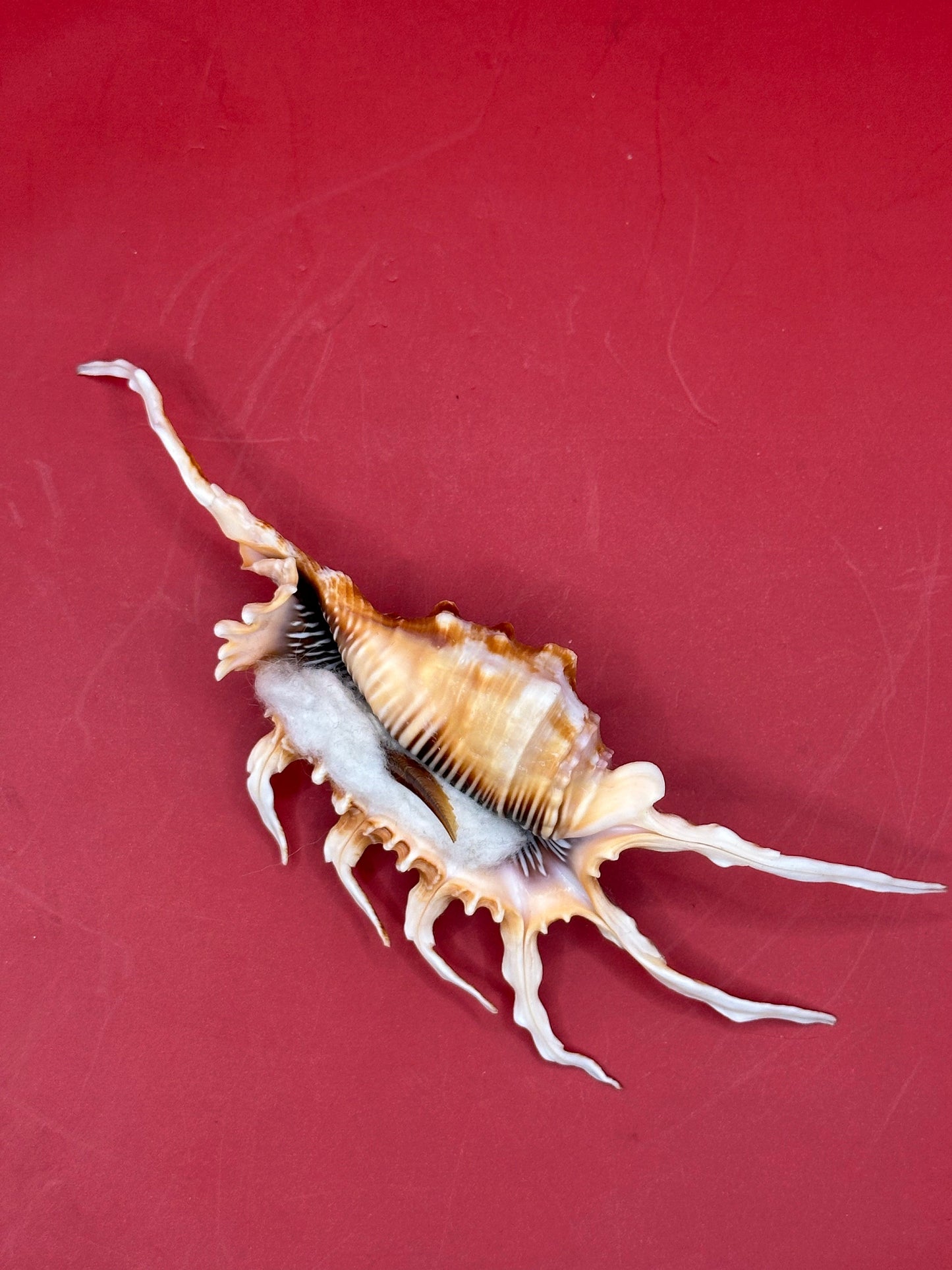 Scorpion Shell Display – Lambis scorpius with Operculum 5.9" –