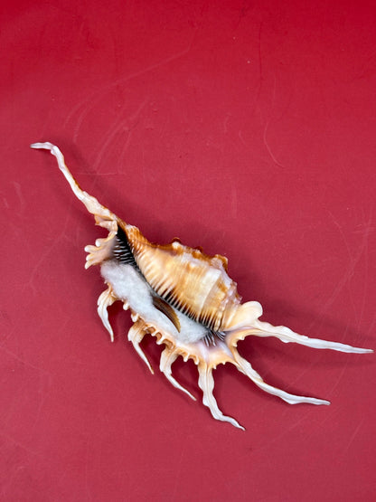 Scorpion Shell Display – Lambis scorpius with Operculum 5.9" –