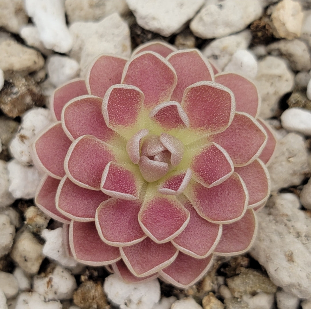 Pinguicula 'Florian' – Registered Hybrid Carnivorous Butterwort | Live Plant – Butterworts