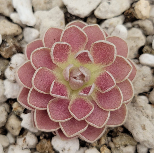 Pinguicula 'Florian' – Registered Hybrid Carnivorous Butterwort | Live Plant – Butterworts