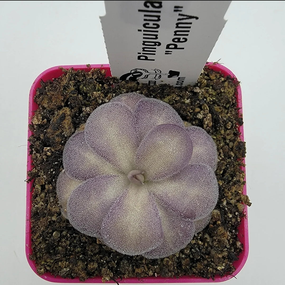 Pinguicula "Penny" – Rare Hybrid Carnivorous Butterwort | Live Plant