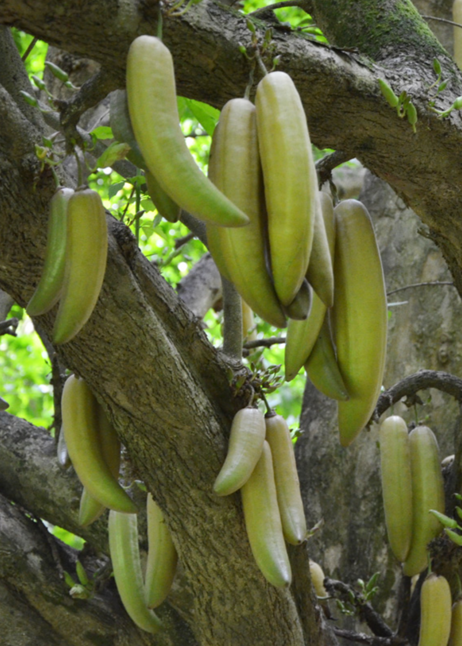 Guajilote (Parmentiera aculeata)