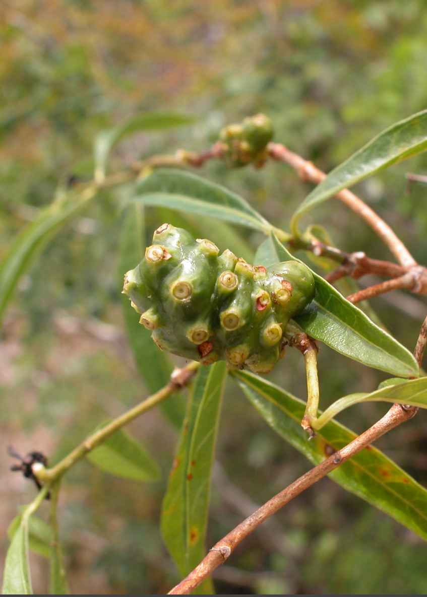 Mouse’s Pineapple (Morinda royoc)