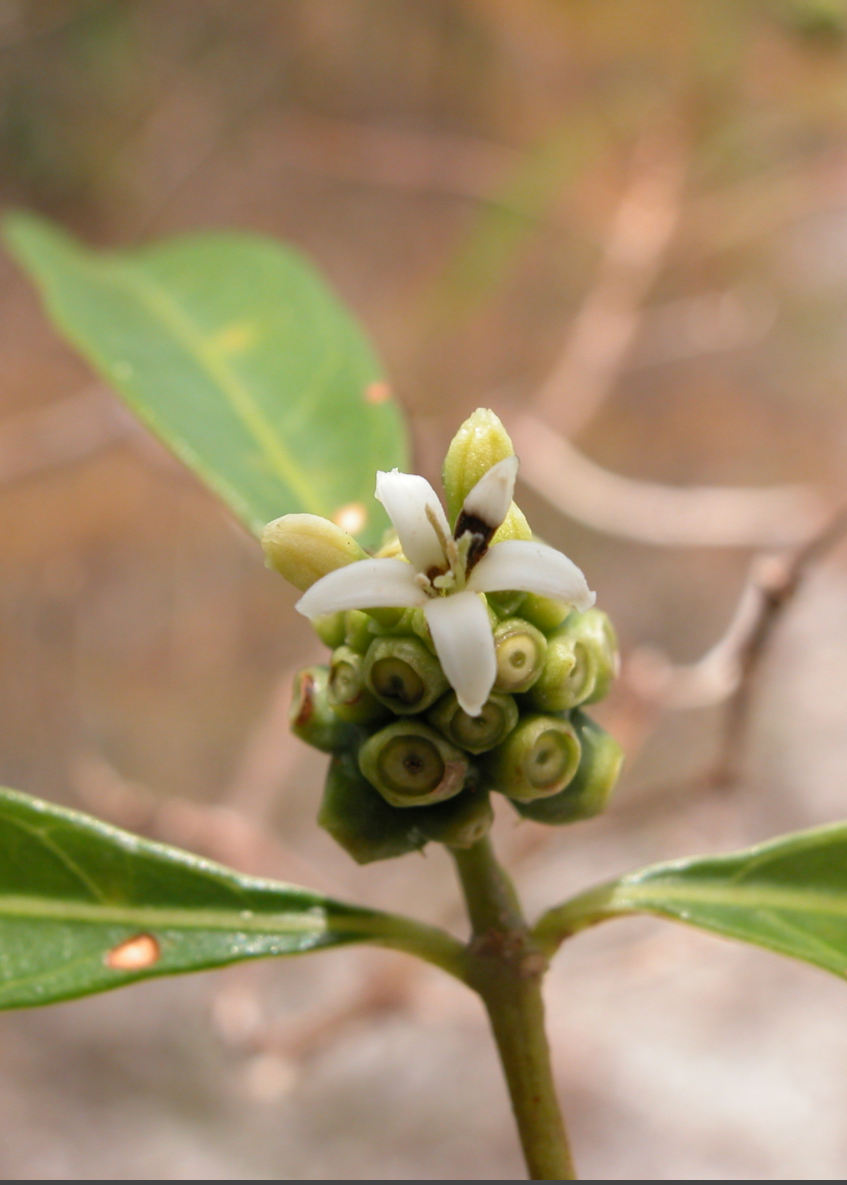 Mouse’s Pineapple (Morinda royoc)