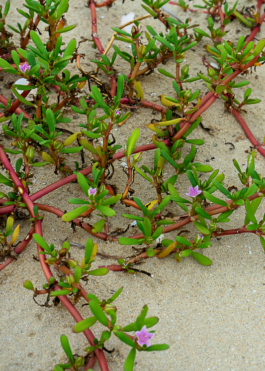 Sea Purslane (sesuvium portulacastrum)