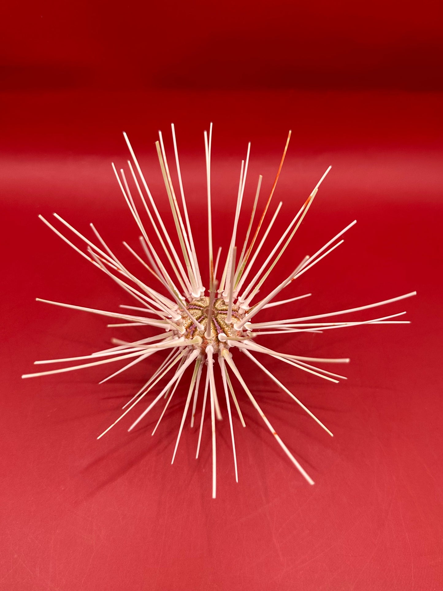 Caledonia Deep Water Urchin with Spines 6" – Coelopleurus maculatus