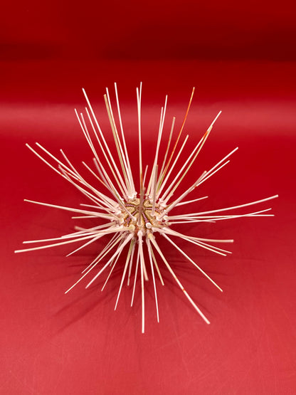 Caledonia Deep Water Urchin with Spines 6" – Coelopleurus maculatus