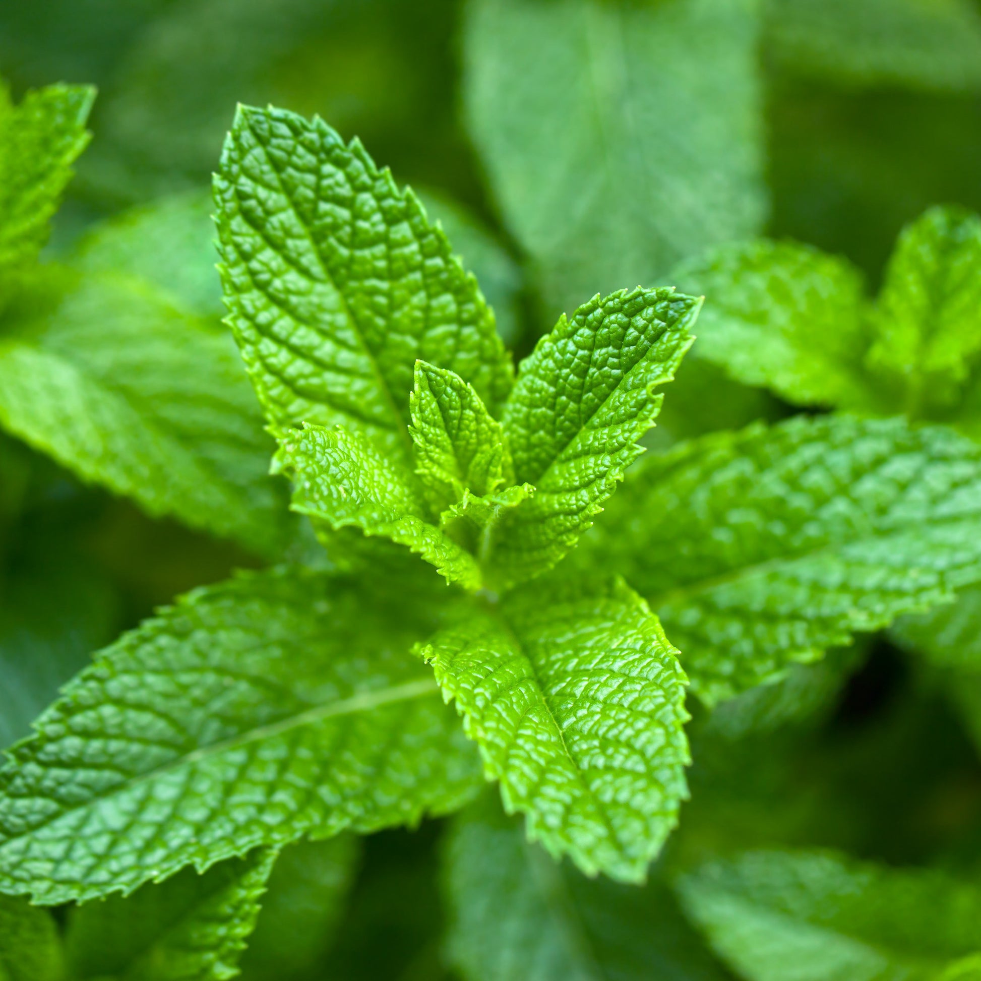 Spearmint Essential Oil – Essential_Oil
