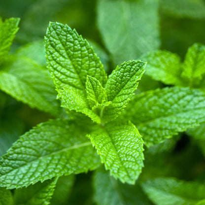 Spearmint Essential Oil – Essential_Oil