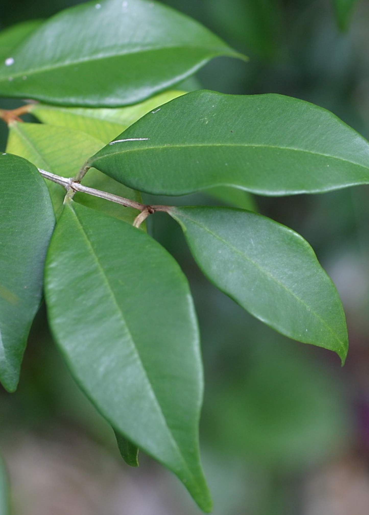 Spice Wood (Myrcia neopallens, syn. Calyptranthes pallens)