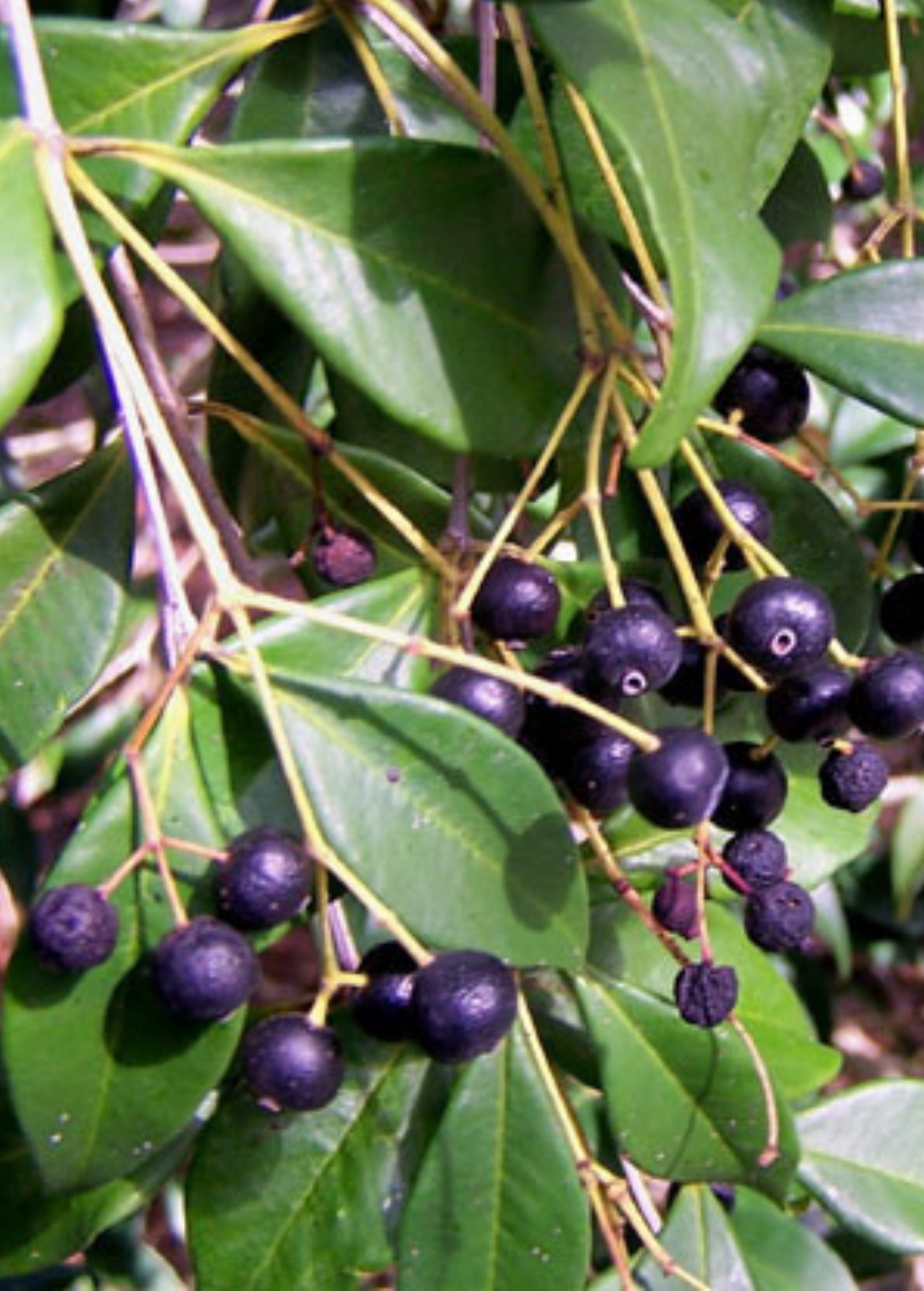 Spice Wood (Myrcia neopallens, syn. Calyptranthes pallens)