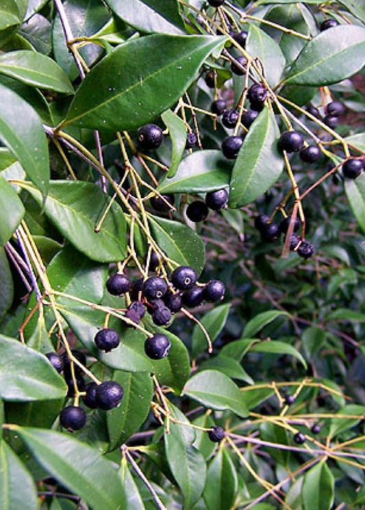 Spice Wood (Myrcia neopallens, syn. Calyptranthes pallens)