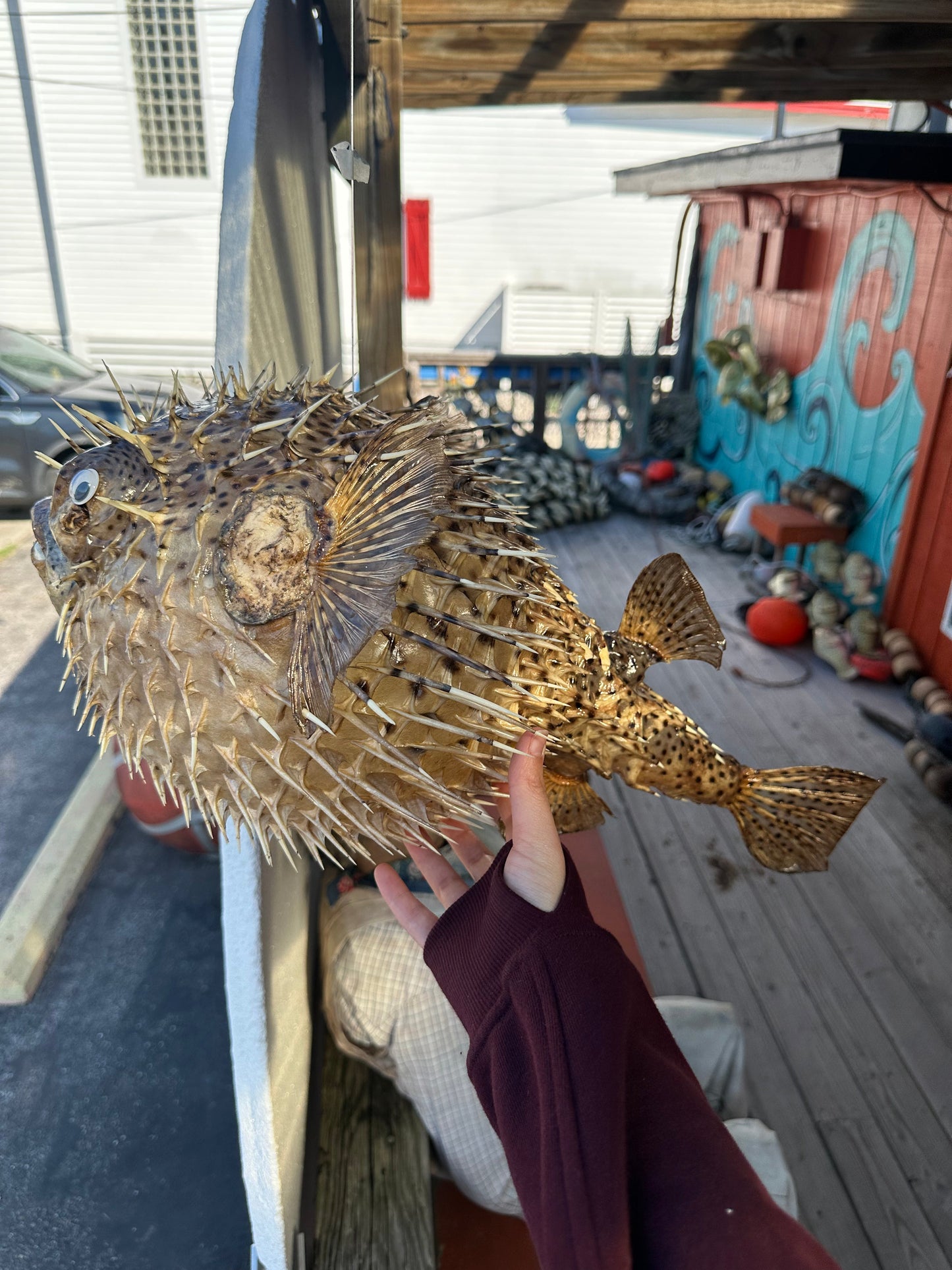 Spiny Puffer Fish Display – 22" Diodon hystrix Coastal Sea Life Decor –