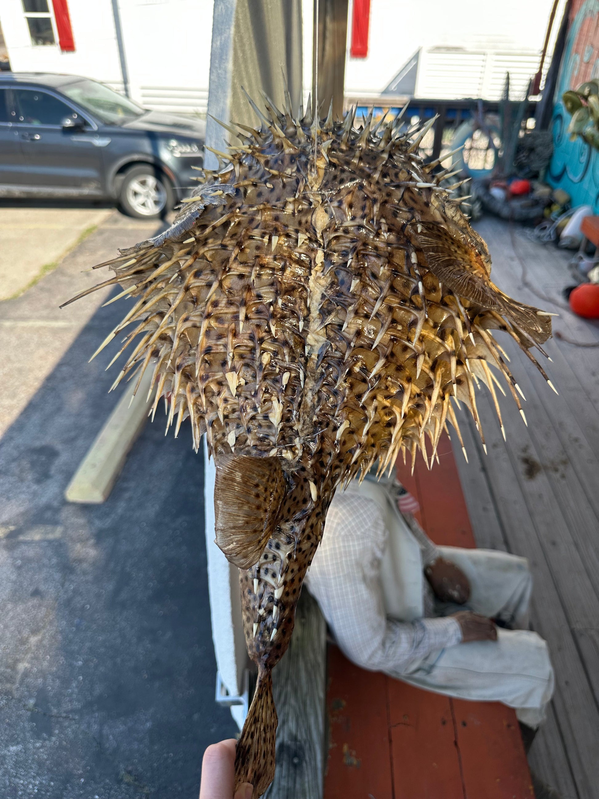 Spiny Puffer Fish Display – 22" Diodon hystrix Coastal Sea Life Decor –