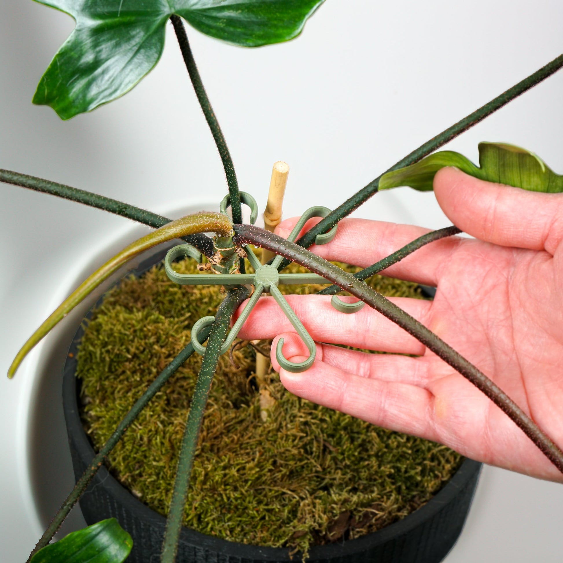 stakes for indoor plants Plant Stem Supports