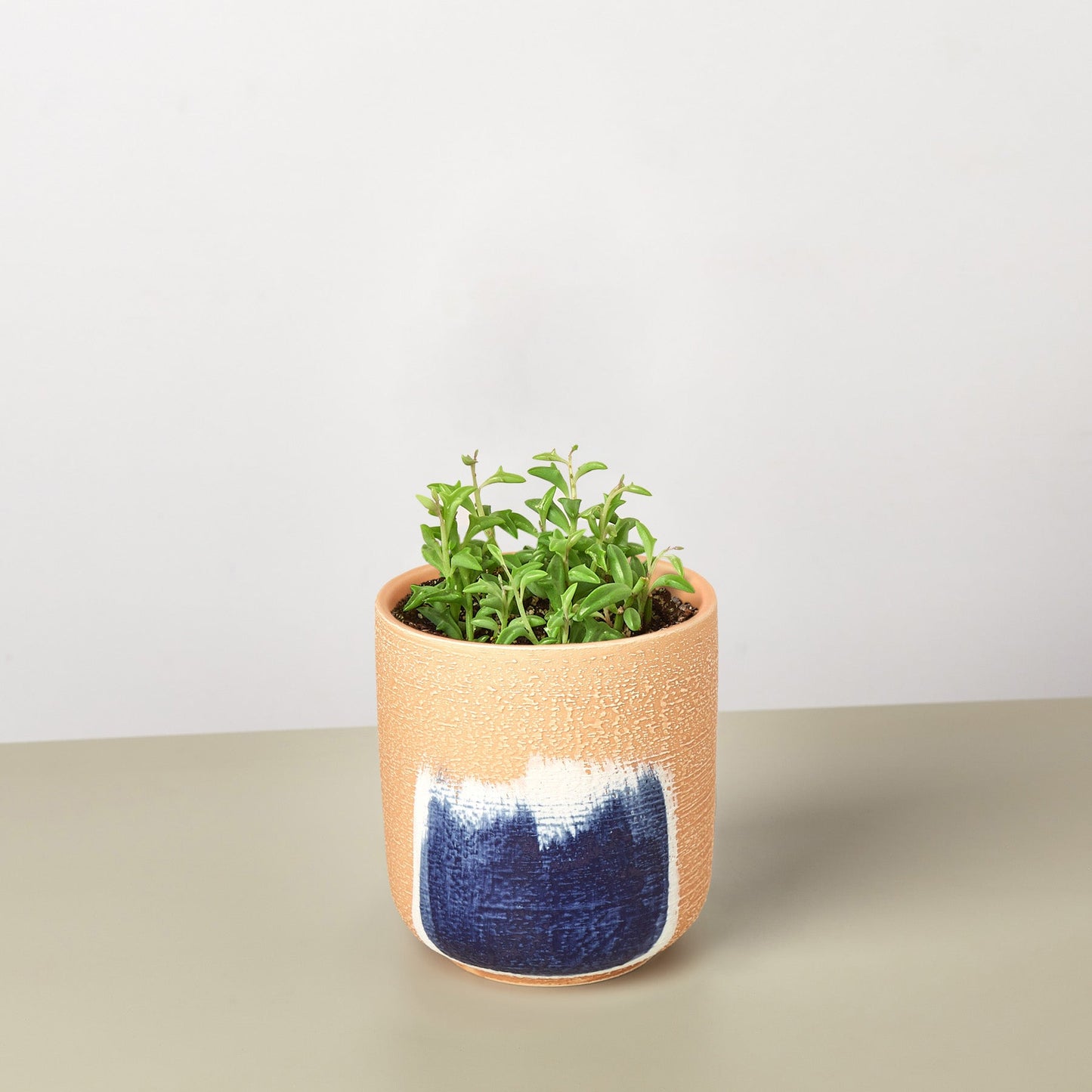 Succulent 'String of Dolphins' – Succulent