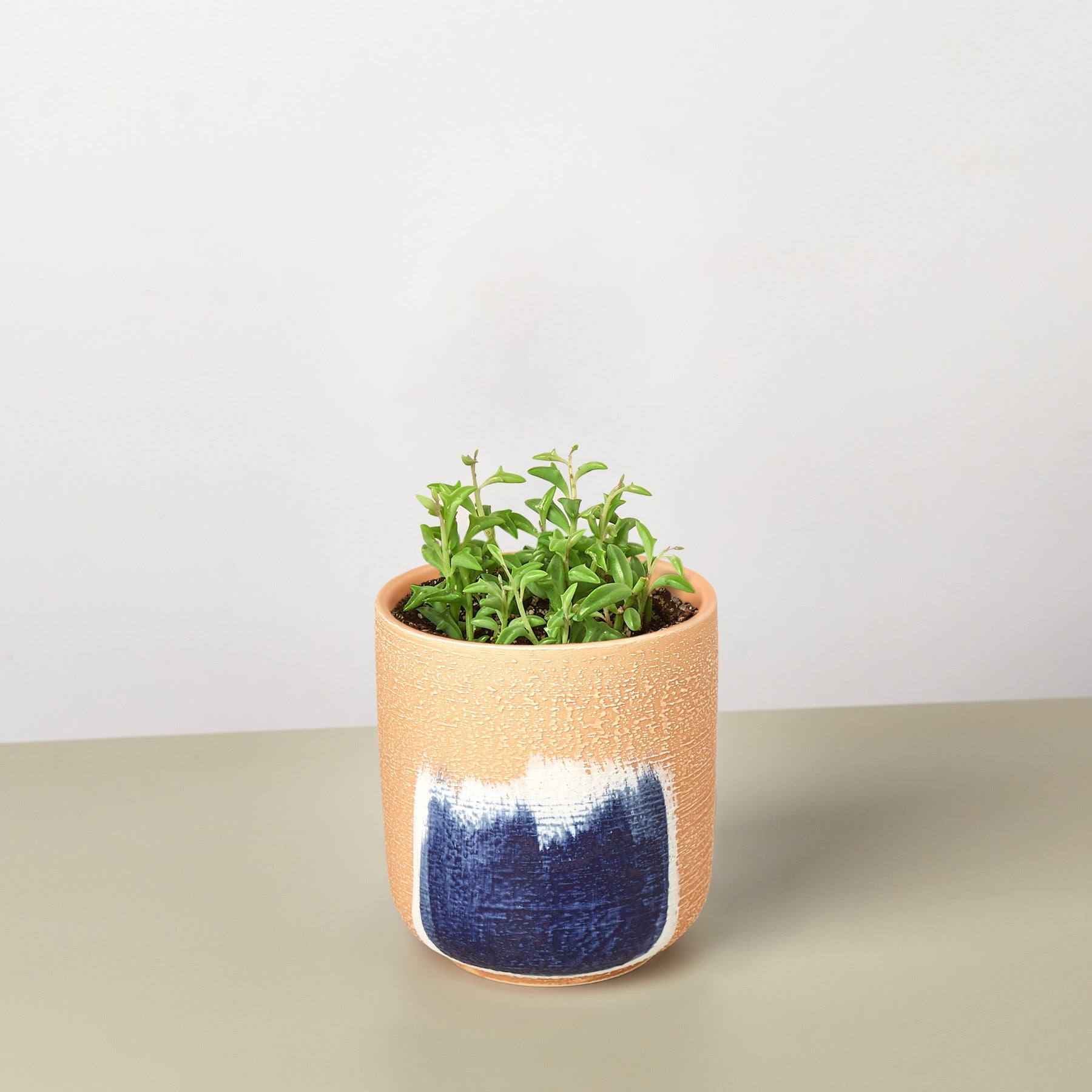 Succulent 'String of Dolphins' – Succulent