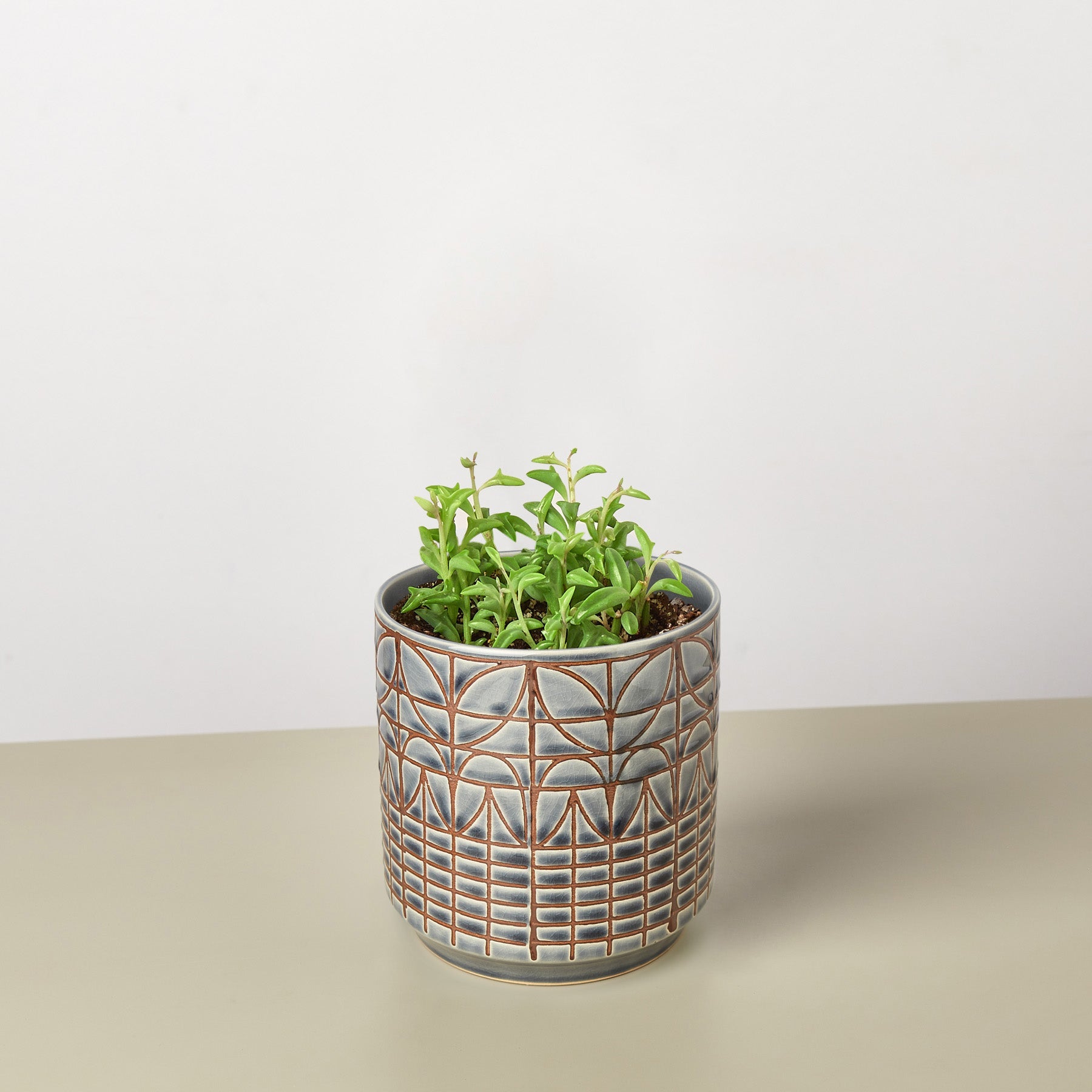 Succulent 'String of Dolphins' – Succulent