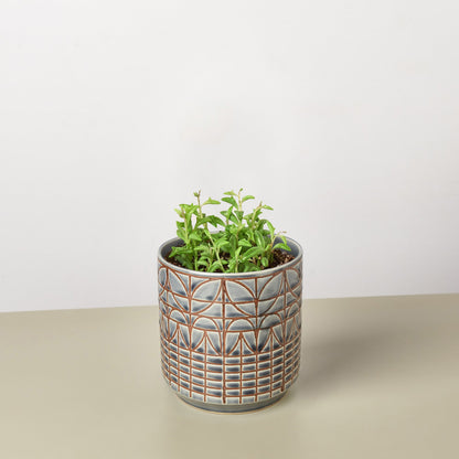 Succulent 'String of Dolphins' – Succulent