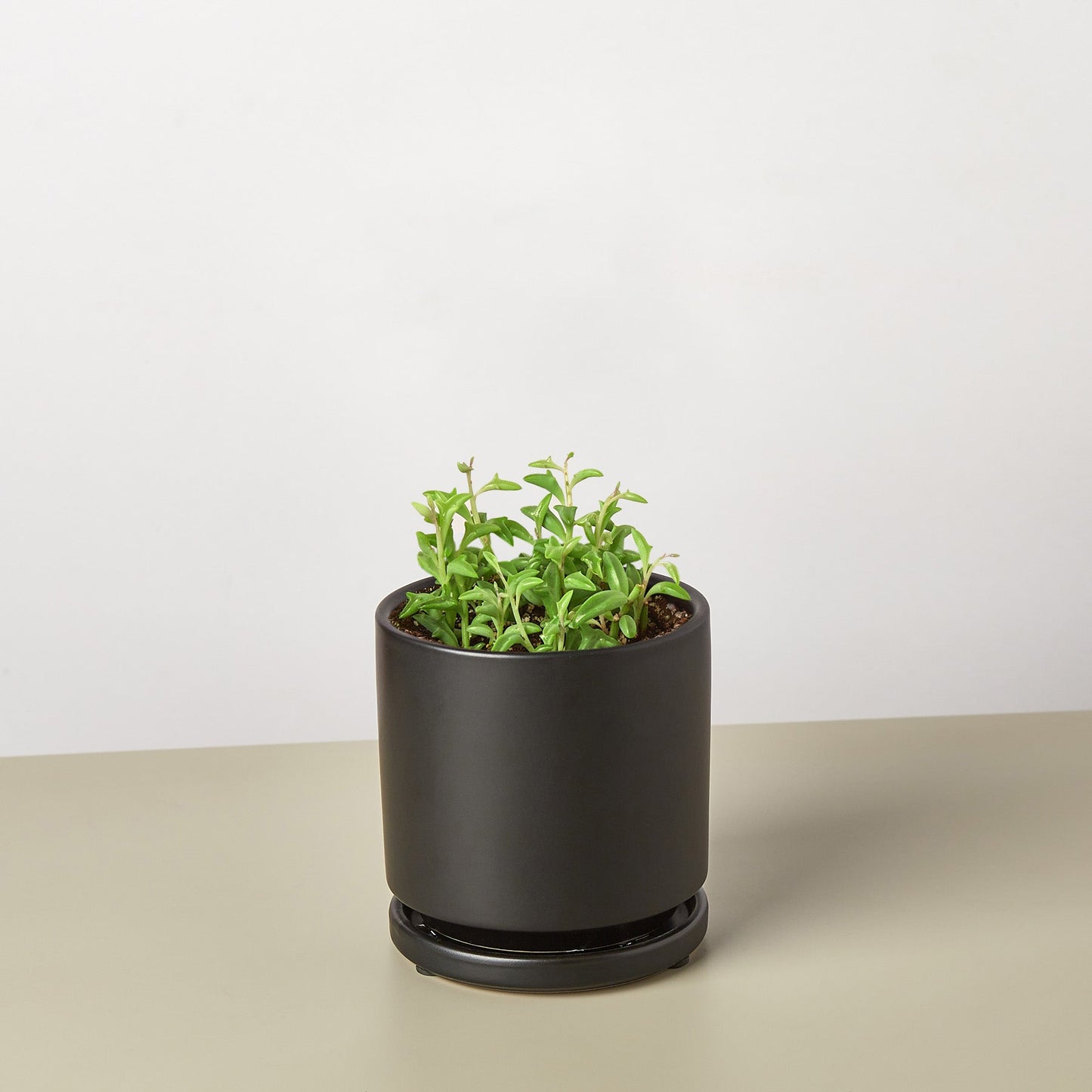 Succulent 'String of Dolphins' – 4" Pot Black Cylinder Succulent