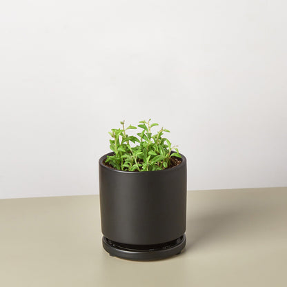 Succulent 'String of Dolphins' – 4" Pot Black Cylinder Succulent