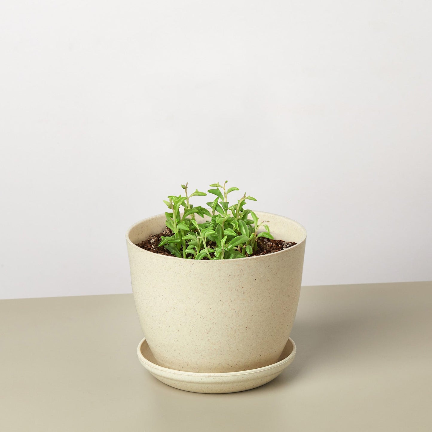 Succulent 'String of Dolphins' – Succulent