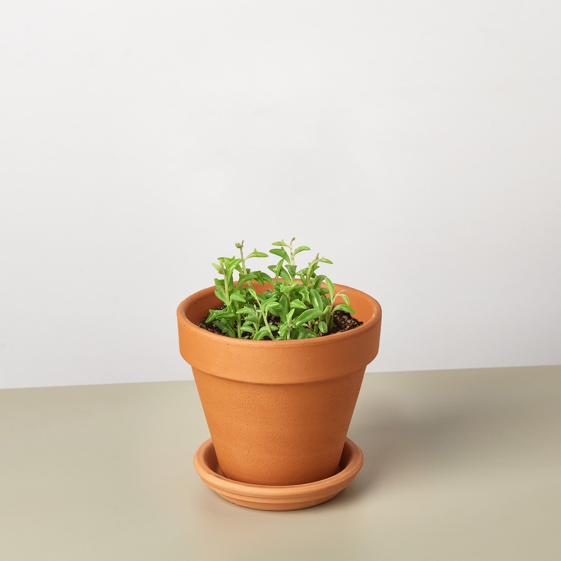 Succulent 'String of Dolphins' – Succulent