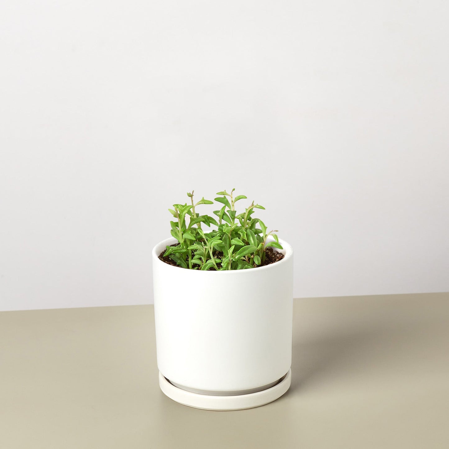 Succulent 'String of Dolphins' – 4" Pot White Cylinder Succulent