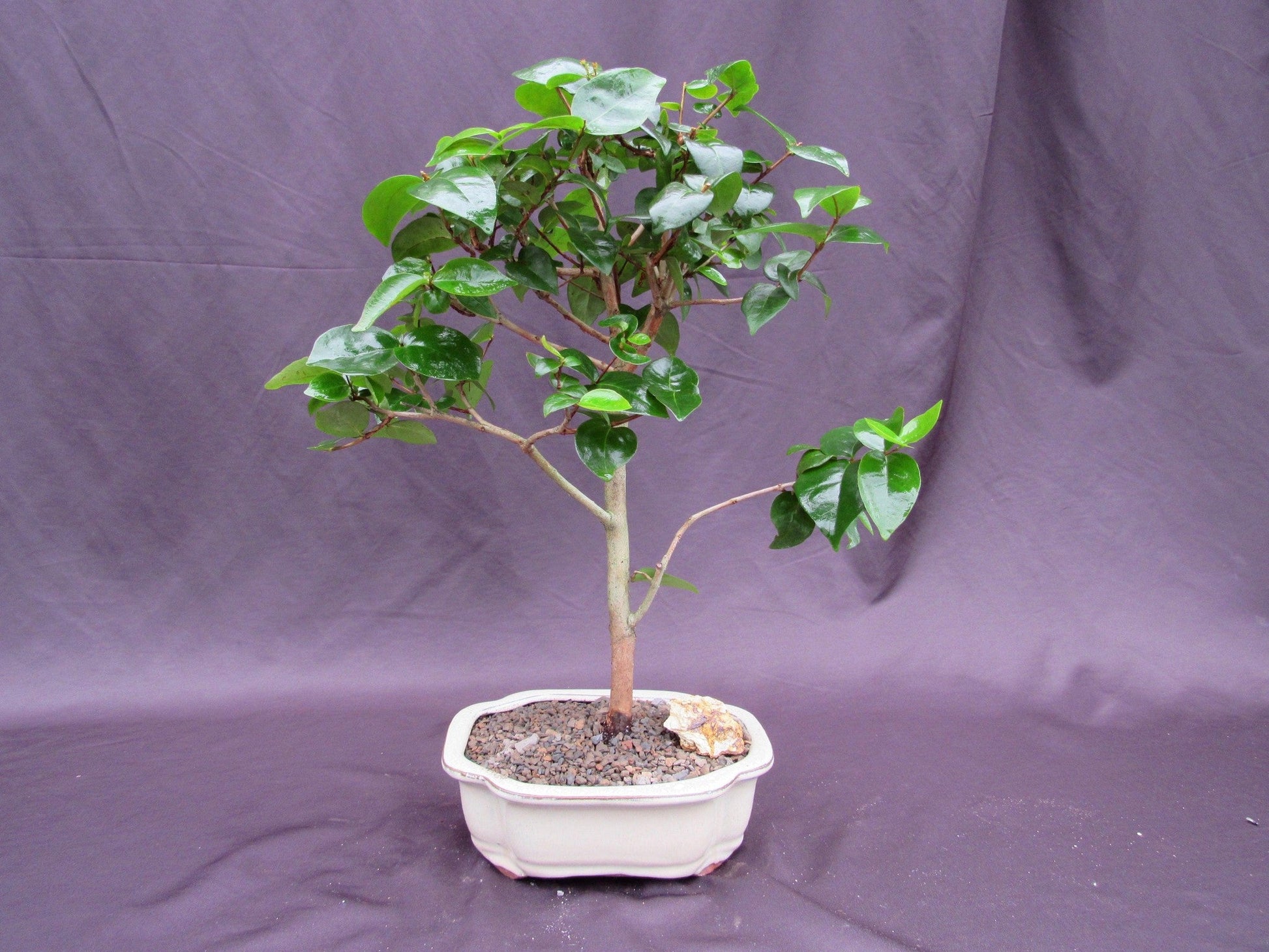 Surinam Cherry Bonsai Tree – Surinam Cherry