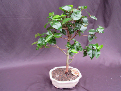 Surinam Cherry Bonsai Tree – Surinam Cherry