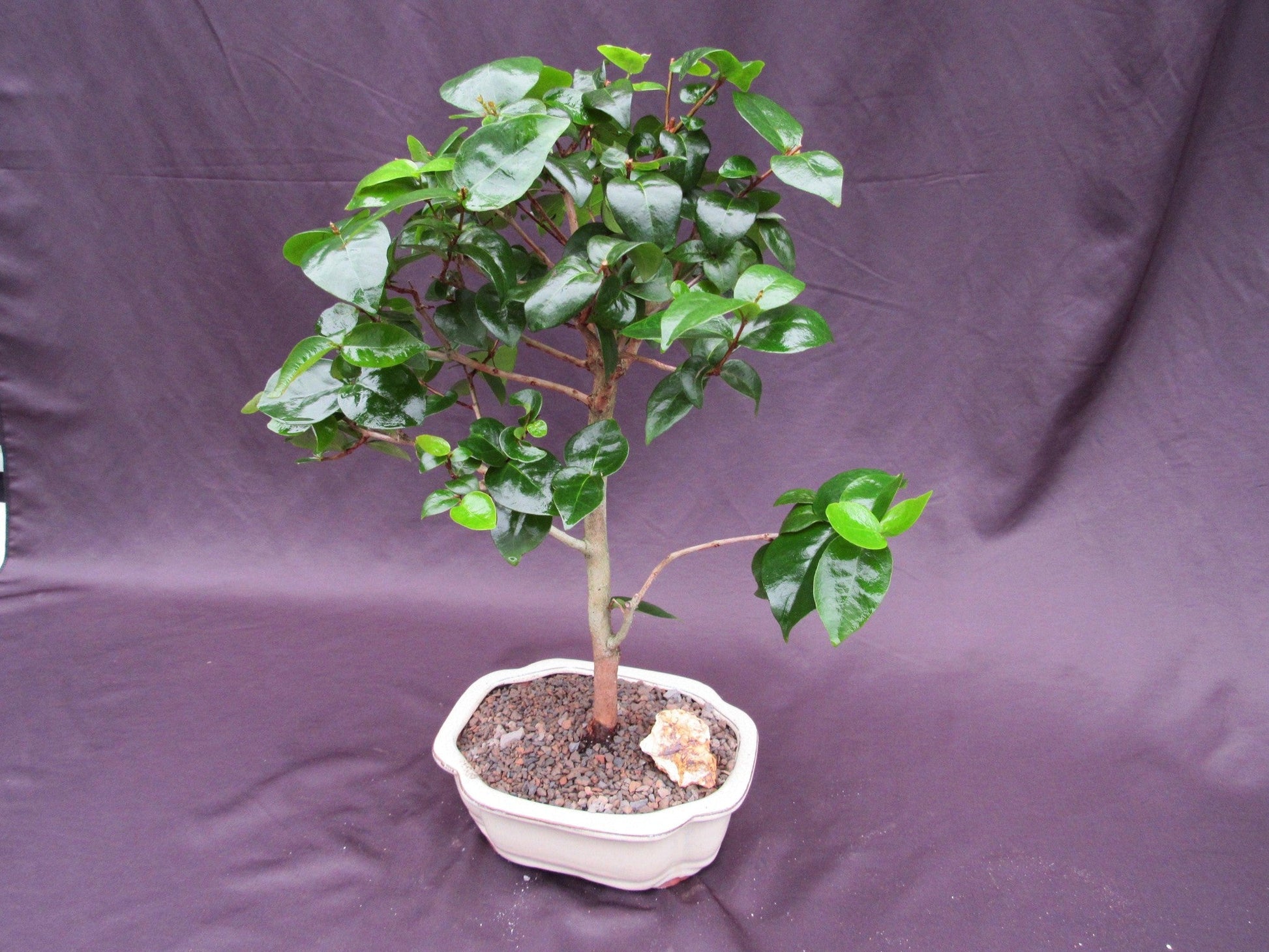 Surinam Cherry Bonsai Tree – Surinam Cherry