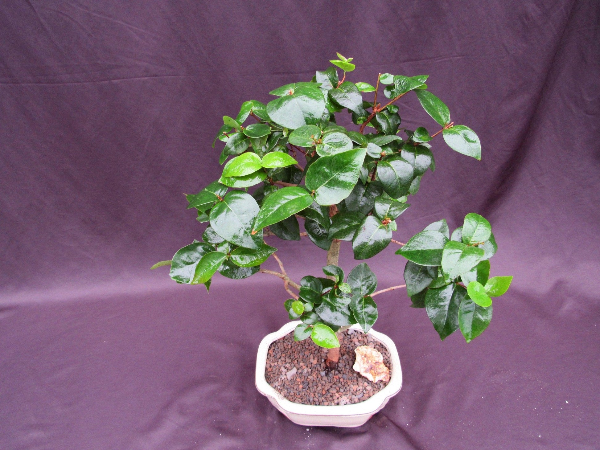 Surinam Cherry Bonsai Tree – Surinam Cherry