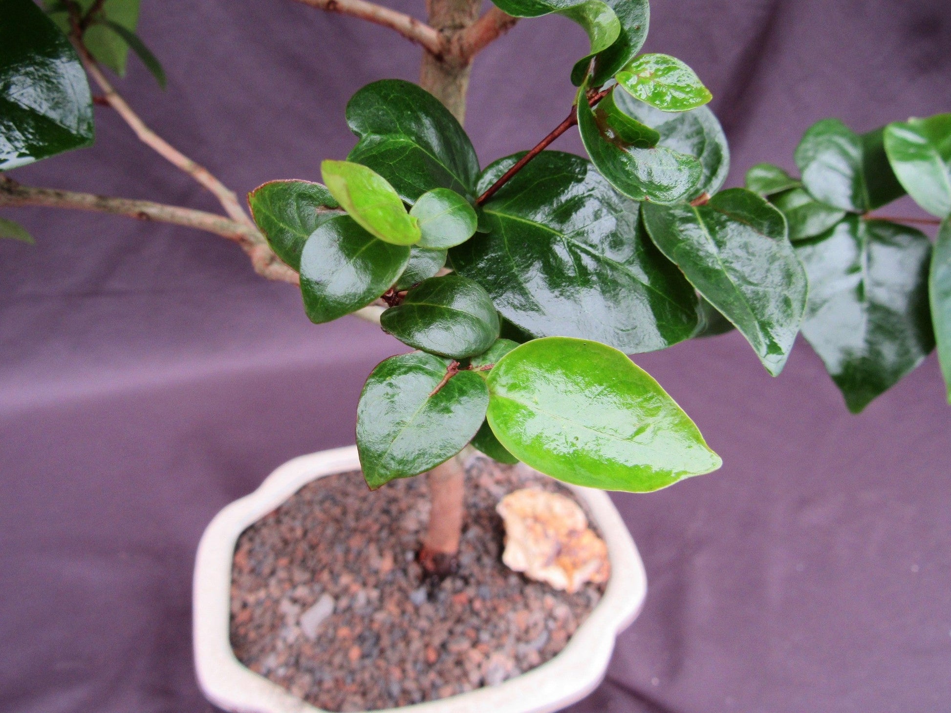 Surinam Cherry Bonsai Tree – Surinam Cherry