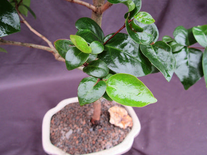 Surinam Cherry Bonsai Tree – Surinam Cherry