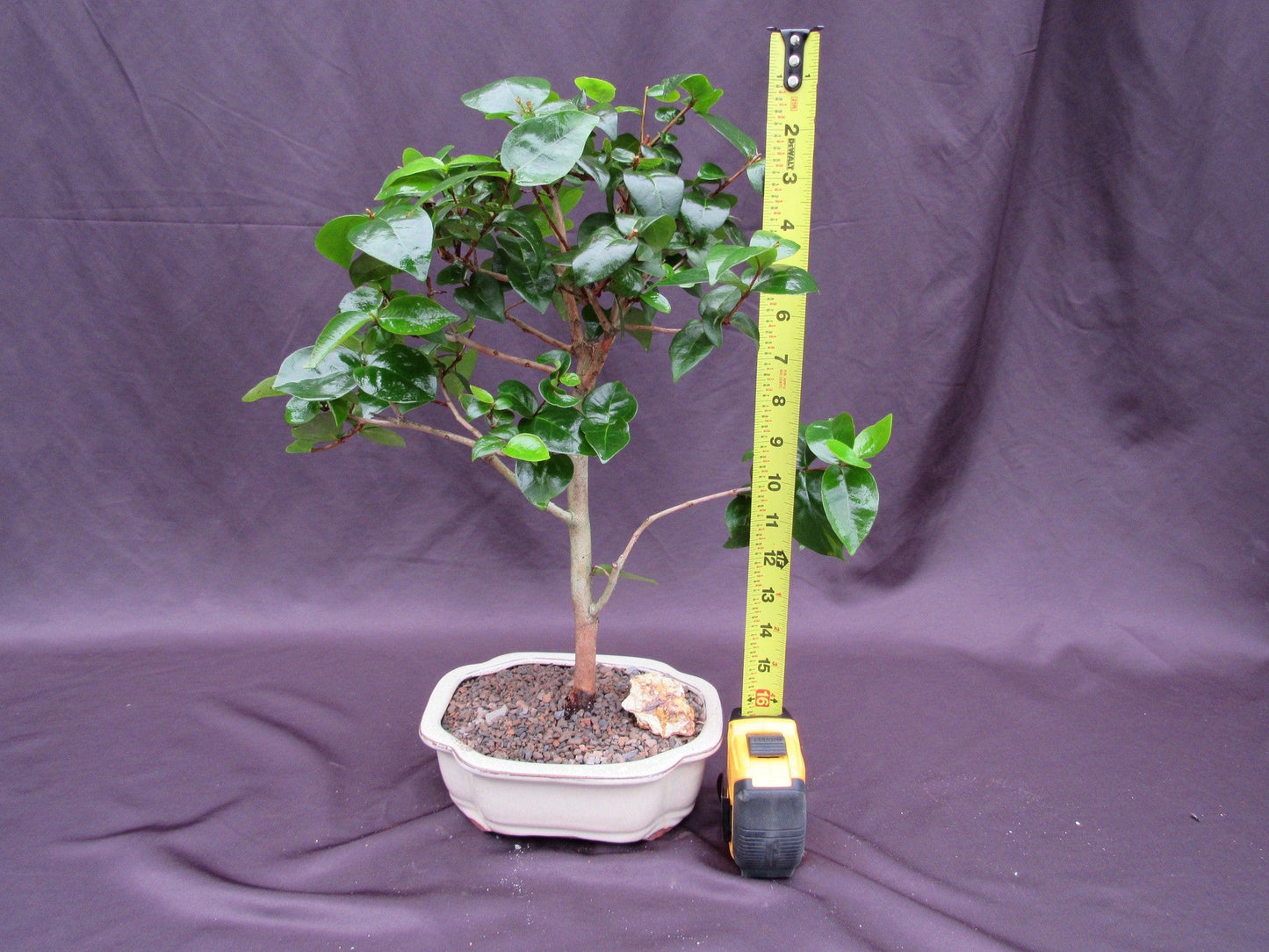 Surinam Cherry Bonsai Tree – Surinam Cherry