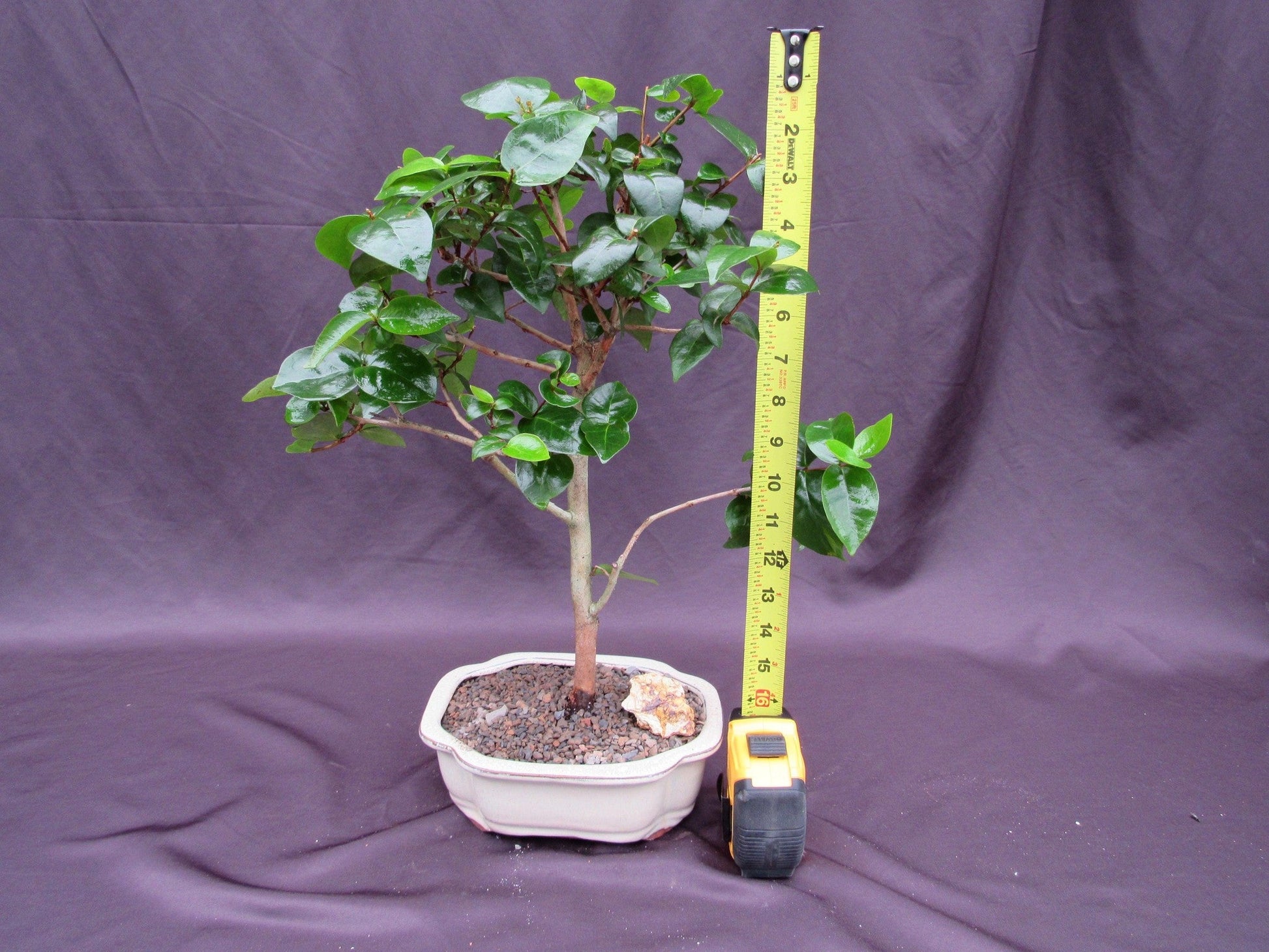 Surinam Cherry Bonsai Tree – Surinam Cherry