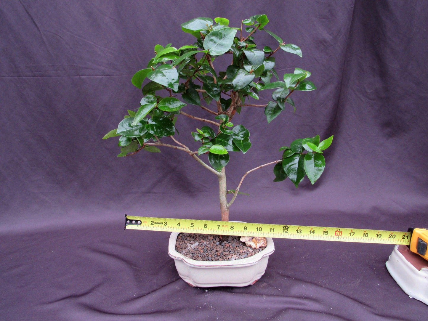 Surinam Cherry Bonsai Tree – Surinam Cherry