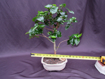 Surinam Cherry Bonsai Tree – Surinam Cherry