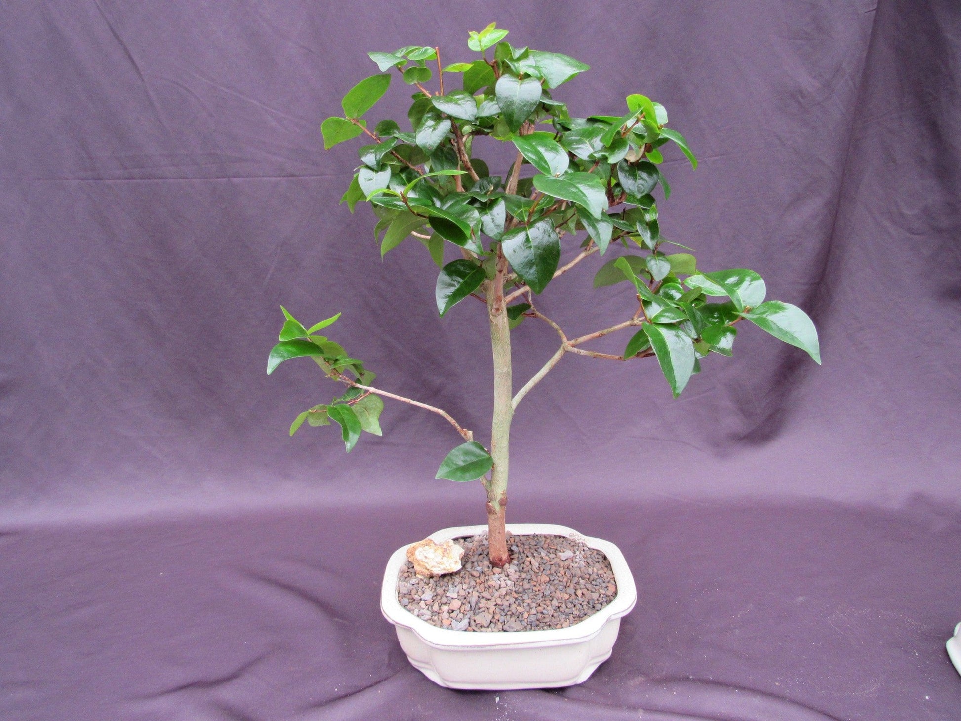 Surinam Cherry Bonsai Tree – Surinam Cherry