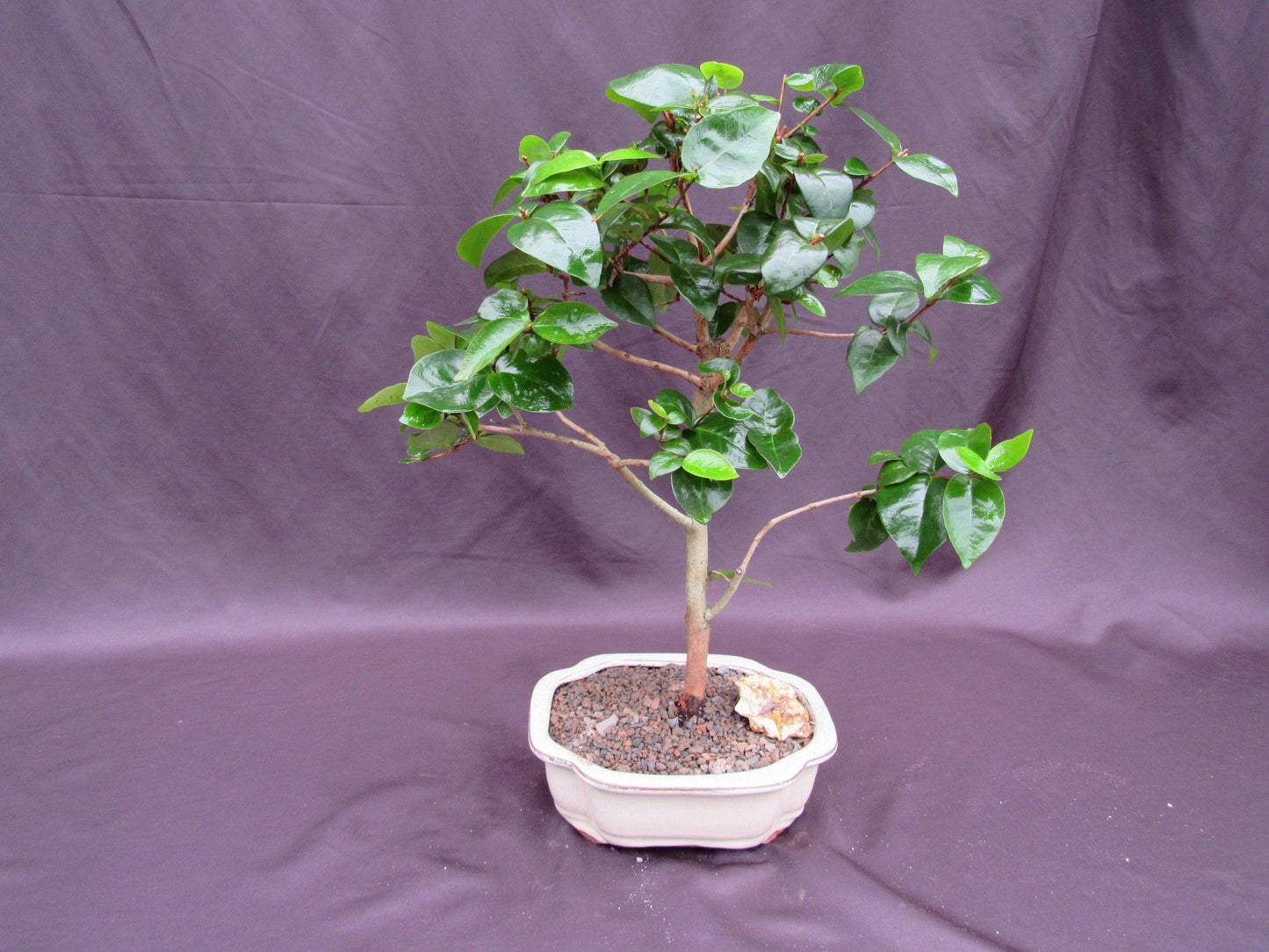 Surinam Cherry Bonsai Tree – Surinam Cherry