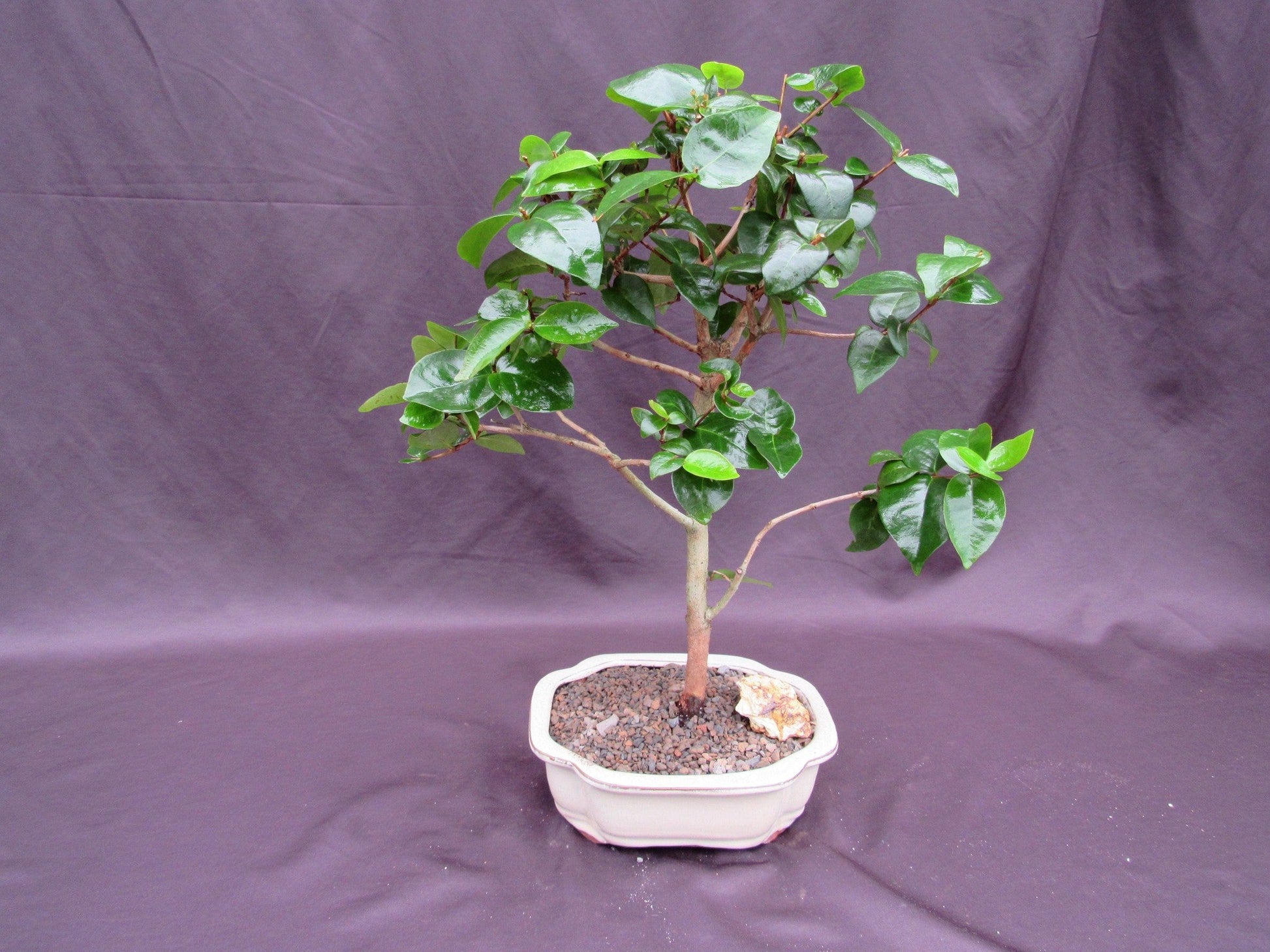 Surinam Cherry Bonsai Tree – Surinam Cherry