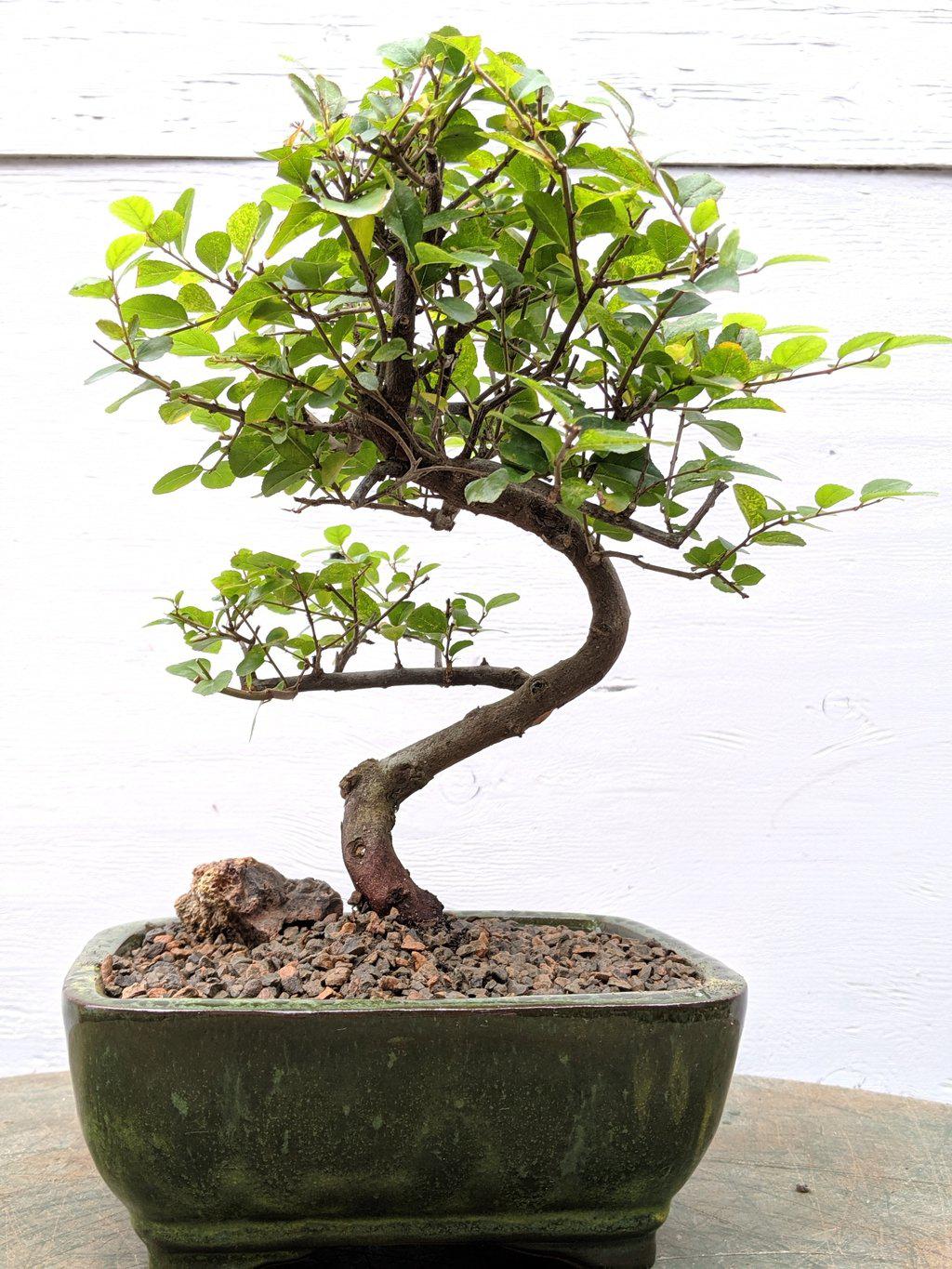 Sweet Plum Bonsai Tree – Curved Trunk Style, Indoor Flowering Bonsai (8 Years Old, 10–12” Tall)