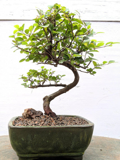 Sweet Plum Bonsai Tree – Curved Trunk Style, Indoor Flowering Bonsai (8 Years Old, 10–12” Tall)