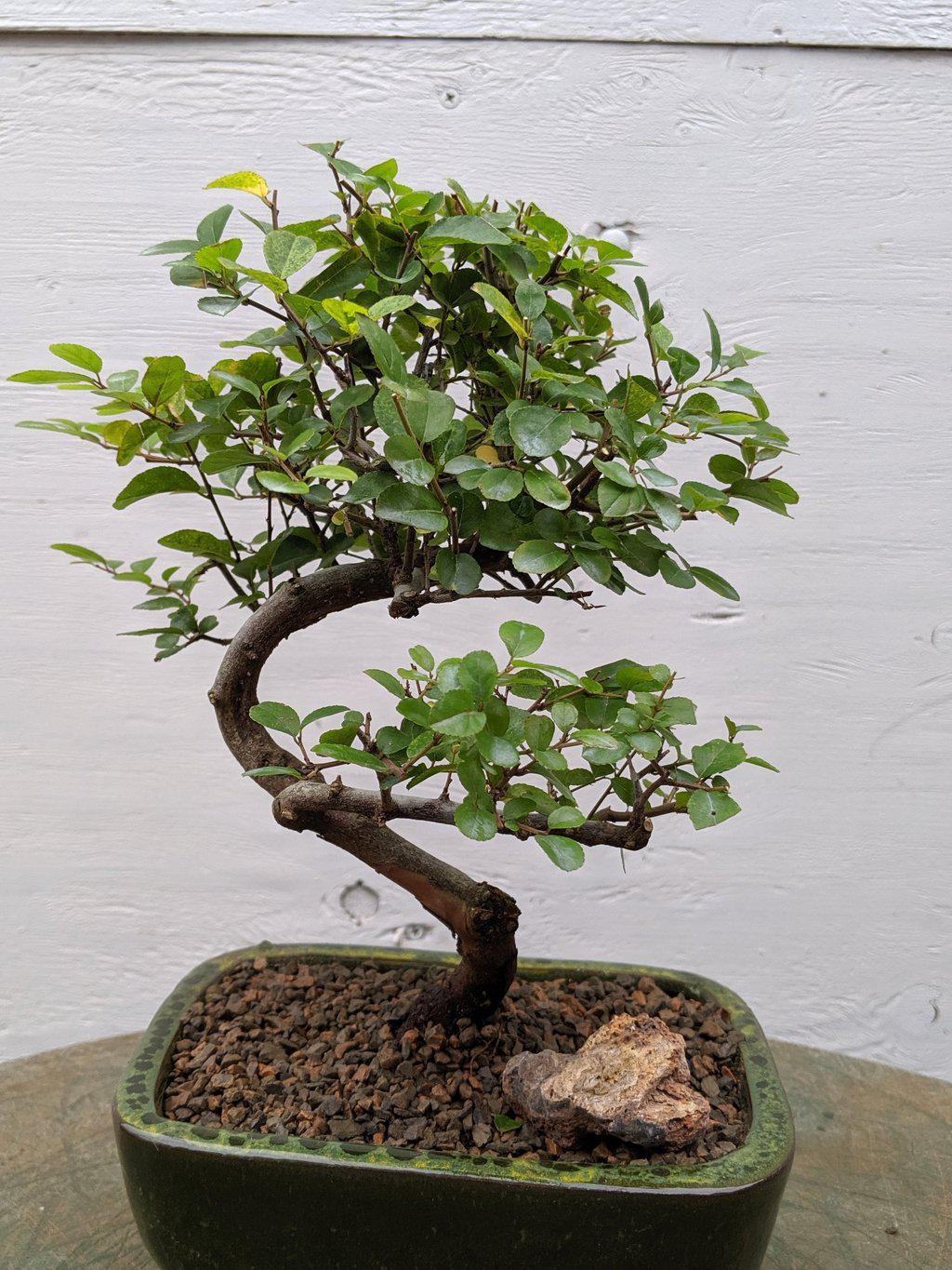 Sweet Plum Bonsai Tree – Curved Trunk Style, Indoor Flowering Bonsai (8 Years Old, 10–12” Tall)