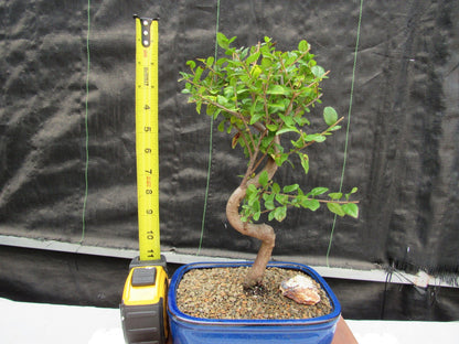 Sweet Plum Bonsai Tree - Large Curved Trunk Style – Sweet Plum