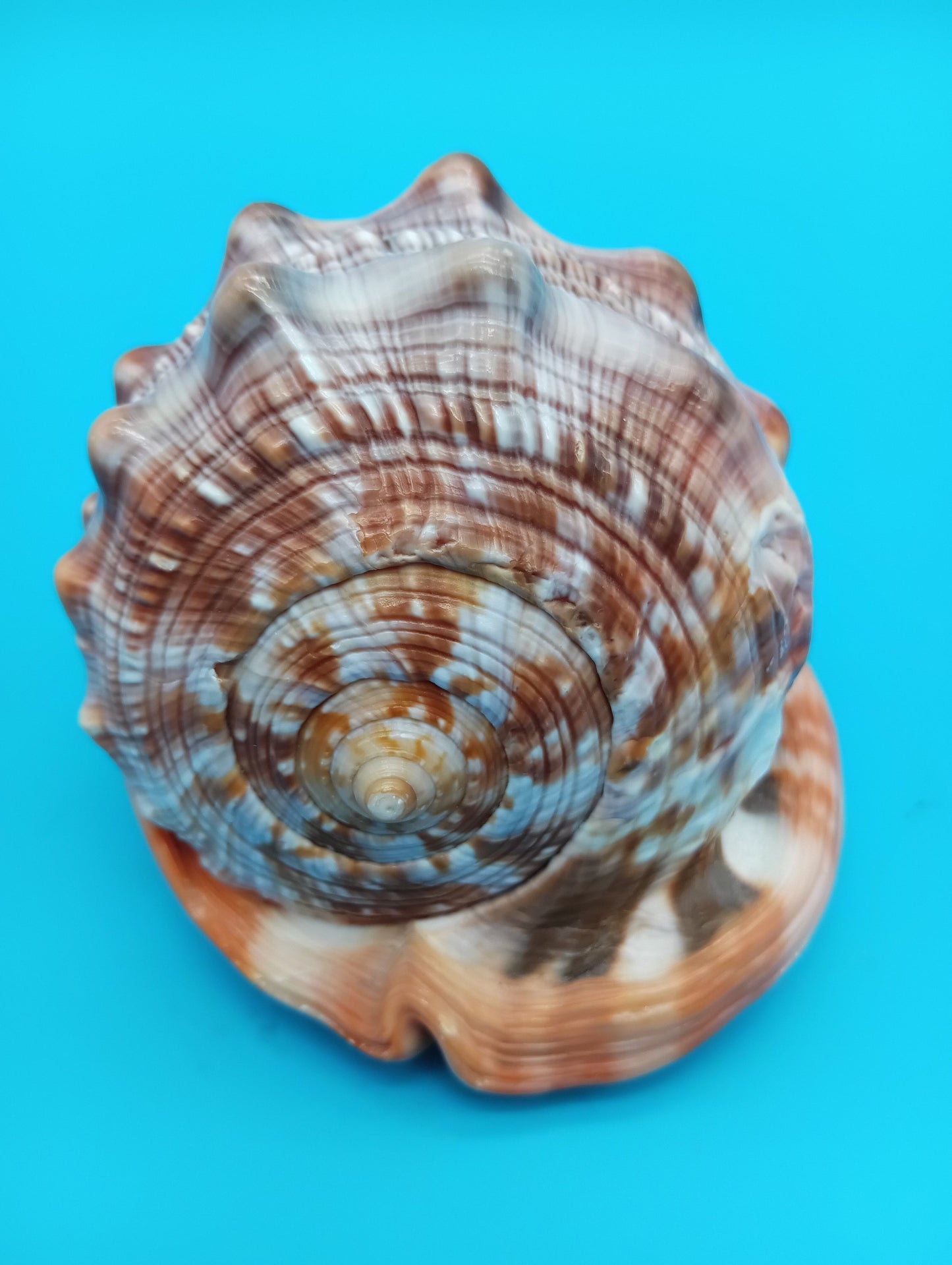 Signed Carved Cameo Three Graces Shell 4.7" – Premium Coastal Decor Accent – Display Shell