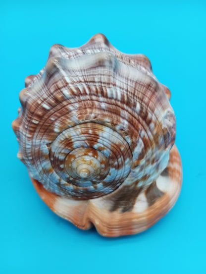 Signed Carved Cameo Three Graces Shell 4.7" – Premium Coastal Decor Accent – Display Shell